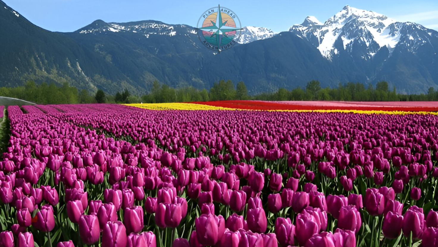 Tulip Garden